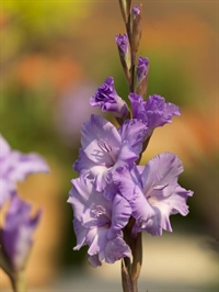 Gladiolus Milka